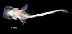  (Lepidotrigla mulhalli - IMOSLarvalFish114)  @11 [ ] CreativeCommons  - Attribution Non-Conmmercial Share-Alike (2021) Unspecified CSIRO Australian National Fish Collection