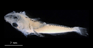  ( - IMOSLarvalFish167)  @11 [ ] CreativeCommons  - Attribution Non-Conmmercial Share-Alike (2021) Unspecified CSIRO Australian National Fish Collection