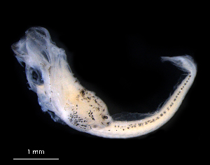  (Platycephalus bassensis - IMOSLarvalFish171)  @11 [ ] CreativeCommons  - Attribution Non-Conmmercial Share-Alike (2021) Unspecified CSIRO Australian National Fish Collection