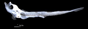  (Seriolella brama - IMOSLarvalFish66)  @11 [ ] CreativeCommons  - Attribution Non-Conmmercial Share-Alike (2021) Unspecified CSIRO Australian National Fish Collection