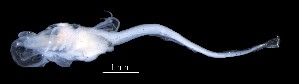  (Lepidotrigla papilio - IMOSLarvalFish68)  @11 [ ] CreativeCommons  - Attribution Non-Conmmercial Share-Alike (2021) Unspecified CSIRO Australian National Fish Collection