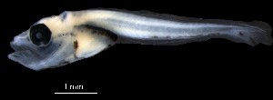  (Dinolestidae - IMOSLarvalFish91)  @11 [ ] CreativeCommons  - Attribution Non-Conmmercial Share-Alike (2021) Unspecified CSIRO Australian National Fish Collection