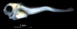  (Thamnaconus degeni - IMOSLarvalFish94)  @11 [ ] CreativeCommons  - Attribution Non-Conmmercial Share-Alike (2021) Unspecified CSIRO Australian National Fish Collection