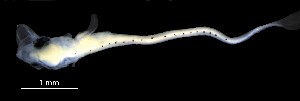  (Sillago flindersi - IMOSLarvalFish98)  @11 [ ] CreativeCommons  - Attribution Non-Conmmercial Share-Alike (2021) Unspecified CSIRO Australian National Fish Collection