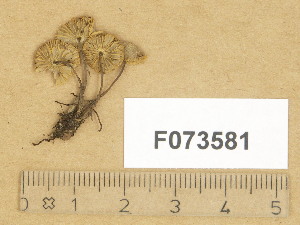  ( - F073581)  @11 [ ] Copyright (2014) Diana Weckman Botanical Museum, Finnish Museum of Natural History, University of Helsinki