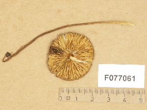 ( - F077061)  @11 [ ] Copyright (2014) Diana Weckman Botanical Museum, Finnish Museum of Natural History, University of Helsinki