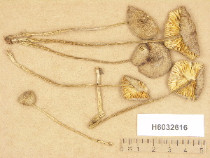  ( - H6032616)  @11 [ ] Copyright (2012) Diana Weckman Botanical Museum, Finnish Museum of Natural History, University of Helsinki
