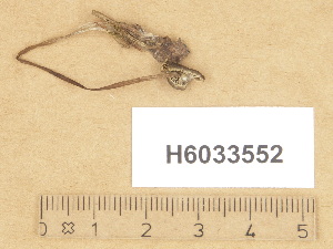  ( - H6033552)  @11 [ ] Copyright (2012) Diana Weckman Botanical Museum, Finnish Museum of Natural History, University of Helsinki