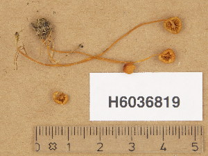  ( - H6036819)  @11 [ ] Copyright (2013) Diana Weckman Botanical Museum, Finnish Museum of Natural History, University of Helsinki
