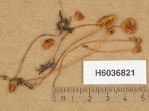 ( - H6036821)  @11 [ ] Copyright (2013) Diana Weckman Botanical Museum, Finnish Museum of Natural History, University of Helsinki