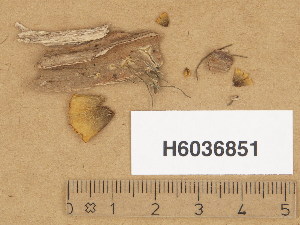  ( - H6036851)  @11 [ ] Copyright (2013) Diana Weckman Botanical Museum, Finnish Museum of Natural History, University of Helsinki
