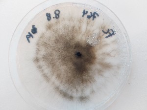  ( - FIN380)  @11 [ ] cc-by-nc (2020) Unspecified Norwegian institute for nature research