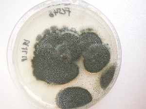  (Penicillium herquei - FIN_271)  @11 [ ] CreativeCommons - Attribution Non-Commercial (2234) Unspecified Norwegian Institute for Nature Research