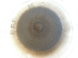 (Phialocephala - FIN_029)  @11 [ ] CreativeCommons - Attribution Non-Commercial (2019) Unspecified Norwegian Institute for Nature Research