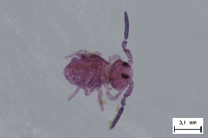  (Sphaeridiini_Collembola - FINCO-2020-0181)  @11 [ ] by-nc (2020) Inkeri Markkula University of Turku