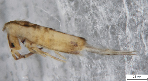  (Lepidocyrtus curvicollis - FINCO-2020-0260)  @11 [ ] by-nc (2021) Inkeri Markkula University of Turku