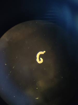  ( - FINEN-010)  @11 [ ] CreativeCommons - Attribution Share-Alike (2025) Unspecified Natural Resources Institute Finland