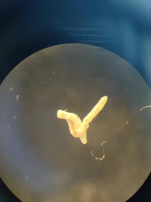  ( - FINEN-011)  @11 [ ] CreativeCommons - Attribution Share-Alike (2025) Unspecified Natural Resources Institute Finland