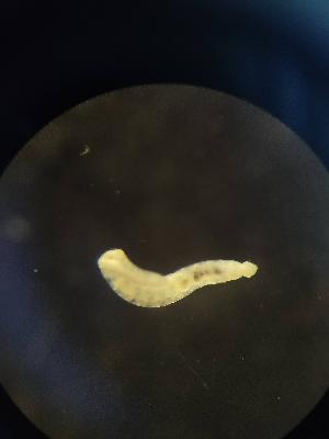  ( - FINEN-012)  @11 [ ] CreativeCommons - Attribution Share-Alike (2025) Unspecified Natural Resources Institute Finland