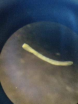  ( - FINEN-033)  @11 [ ] CreativeCommons - Attribution Share-Alike (2025) Unspecified Natural Resources Institute Finland