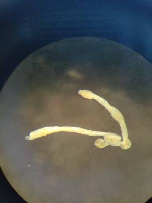  ( - FINEN-035)  @11 [ ] CreativeCommons - Attribution Share-Alike (2025) Unspecified Natural Resources Institute Finland