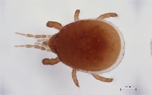  (Geholaspis longispinosus - FINME-20160070)  @11 [ ] Copyright (2016) R. Penttinen Zoological Museum, University of Turku