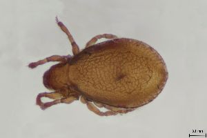  (Cymbaeremaeus cymba - FINOR-20120681)  @11 [ ] Copyright (2016) R. Penttinen Zoological Museum, University of Turku