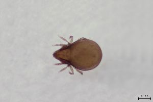  ( - FINOR-20120861)  @11 [ ] Copyright (2016) R. Penttinen Zoological Museum, University of Turku
