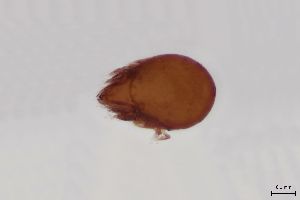  ( - FINOR-20120891)  @11 [ ] Copyright (2016) R. Penttinen Zoological Museum, University of Turku