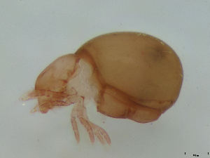  (Phthiracarus crinitus - FINOR-20120366)  @13 [ ] Copyright (2012) R. Penttinen 2012