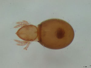  (Phthiracarus longulus - FINOR-20120382)  @13 [ ] Copyright (2012) R. Penttinen 2012