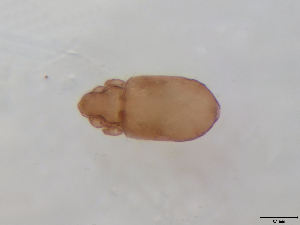  (Malaconothrus monodactylus - FINOR-20120511)  @12 [ ] Copyright (2012) R. Penttinen 2012