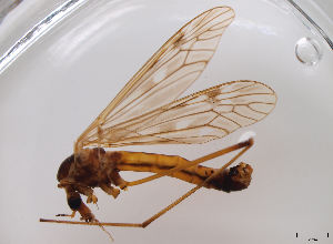 (Tipula balioptera - JES-20120043)  @13 [ ] Unspecified (default): All Rights Reserved  Unspecified Unspecified