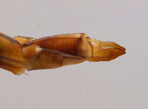  (Tipula nodicornis platyglossa - JES-20120099)  @12 [ ] Unspecified (default): All Rights Reserved  Unspecified Unspecified