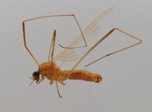  (Molophilus bifidus - JES-20120115)  @11 [ ] Unspecified (default): All Rights Reserved  Unspecified Unspecified