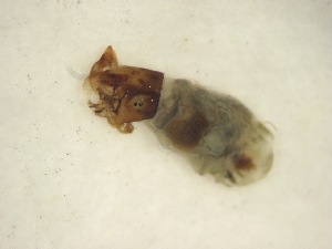  ( - B5_Simulium_ornatum_gr)  @12 [ ] Unspecified (default): All Rights Reserved  Unspecified Unspecified