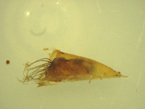  ( - Jari-20110205_Simulium_ornatum_group)  @12 [ ] Unspecified (default): All Rights Reserved  Unspecified Unspecified
