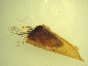  ( - Jari-20110206_Simulium_ornatum_group)  @12 [ ] Unspecified (default): All Rights Reserved  Unspecified Unspecified