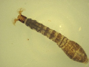  ( - Jari-20110207_Simulium_ornatum_group)  @12 [ ] Unspecified (default): All Rights Reserved  Unspecified Unspecified
