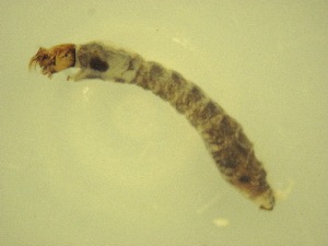  ( - Jari-20110209_Simulium_ornatum_group)  @12 [ ] Unspecified (default): All Rights Reserved  Unspecified Unspecified