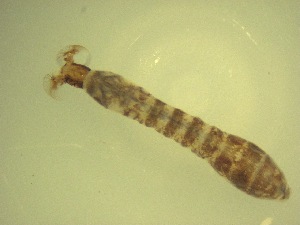  ( - Jari-20110210_Simulium_ornatum_group)  @12 [ ] Unspecified (default): All Rights Reserved  Unspecified Unspecified