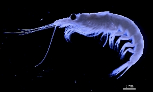  ( - FIP-192)  @11 [ ] CreativeCommons - Attribution Non-Commercial Share-Alike (2015) Martha Valdez-Moreno El Colegio de la Frontera Sur