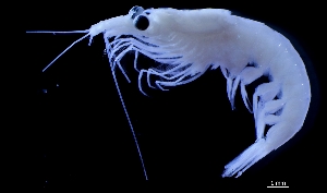  ( - FIP-193)  @11 [ ] CreativeCommons - Attribution Non-Commercial Share-Alike (2015) Martha Valdez-Moreno El Colegio de la Frontera Sur