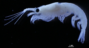  ( - FIP-194)  @11 [ ] CreativeCommons - Attribution Non-Commercial Share-Alike (2015) Martha Valdez-Moreno El Colegio de la Frontera Sur