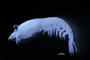  ( - FIP-202)  @11 [ ] CreativeCommons - Attribution Non-Commercial Share-Alike (2015) Martha Valdez-Moreno El Colegio de la Frontera Sur