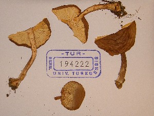  (Cystodermella granulosa - TUR194222)  @11 [ ] CreativeCommons - Attribution Non-Commercial Share-Alike (2013) Balint Dima Botanical Museum, Finnish Museum of Natural History, University of Helsinki