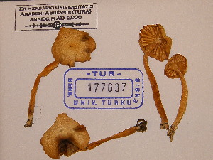  (Camarophyllus niveus - TUR177637)  @11 [ ] CreativeCommons - Attribution Non-Commercial Share-Alike (2013) Balint Dima Botanical Museum, Finnish Museum of Natural History, University of Helsinki