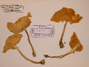  (Chamaemyces fracidus - TUR197418)  @11 [ ] CreativeCommons - Attribution Non-Commercial Share-Alike (2013) Balint Dima Botanical Museum, Finnish Museum of Natural History, University of Helsinki