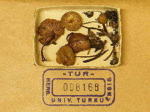  (Clitocybe lohjaensis - TUR098168)  @11 [ ] CreativeCommons - Attribution Non-Commercial Share-Alike (2013) Balint Dima Botanical Museum, Finnish Museum of Natural History, University of Helsinki