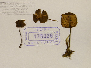  (Entoloma papillatum - TUR175026)  @11 [ ] CreativeCommons - Attribution Non-Commercial Share-Alike (2013) Balint Dima Botanical Museum, Finnish Museum of Natural History, University of Helsinki